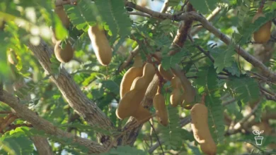 Tamarind Planting: Complete Guide for Growing a Healthy Tamarind Tree