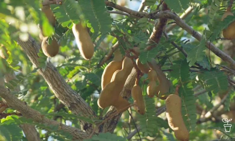 Tamarind Planting: Complete Guide for Growing a Healthy Tamarind Tree