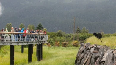 Viltnemnda – Norway’s Wildlife Board and Its Vital Role in Conservation